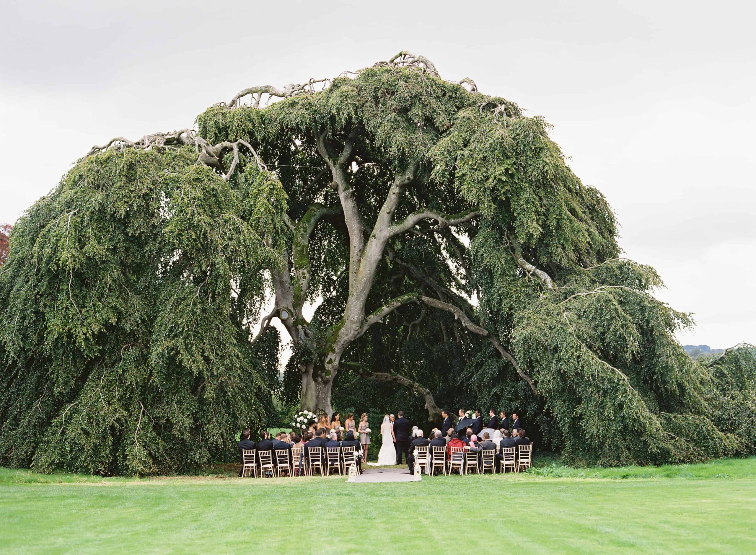 Ireland destination wedding ceremony under a big tree